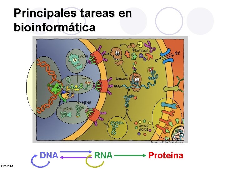 Principales tareas en bioinformática DNA 11/1/2020 RNA Proteína 