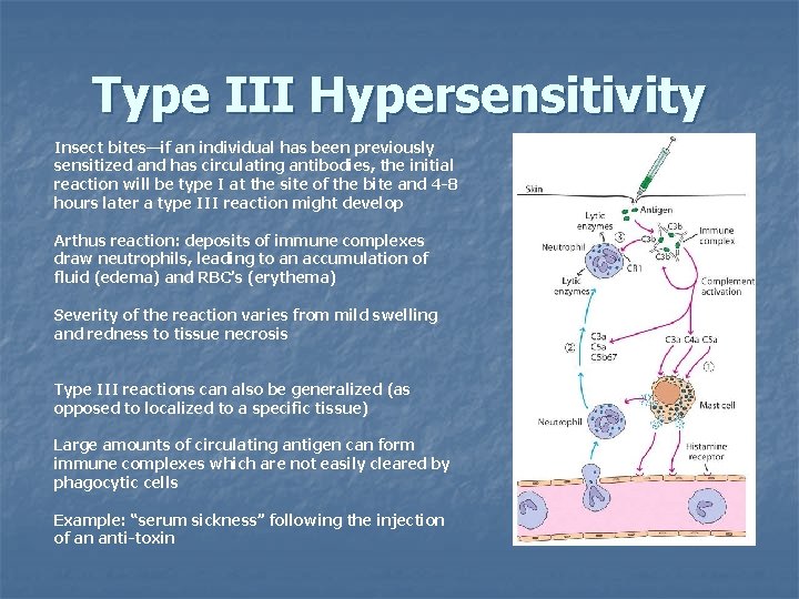 Type III Hypersensitivity Insect bites—if an individual has been previously sensitized and has circulating