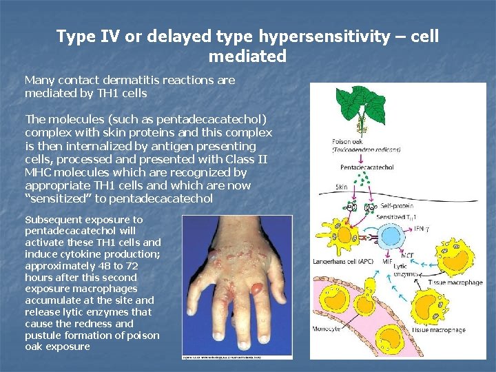 Type IV or delayed type hypersensitivity – cell mediated Many contact dermatitis reactions are