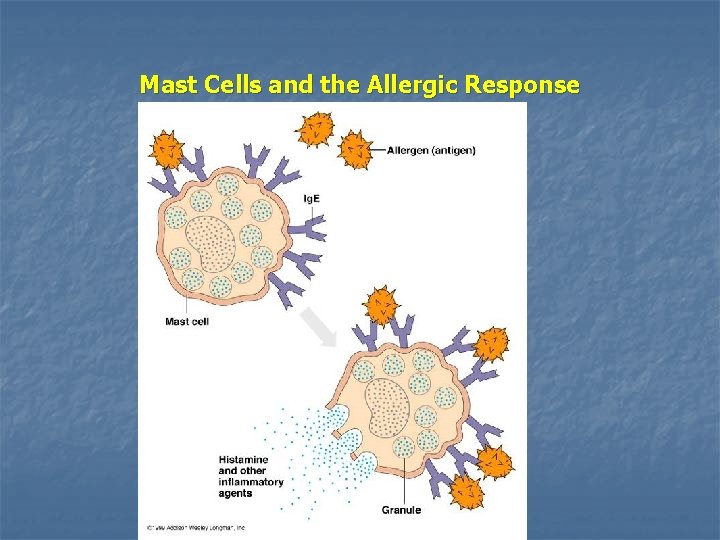 Mast Cells and the Allergic Response 