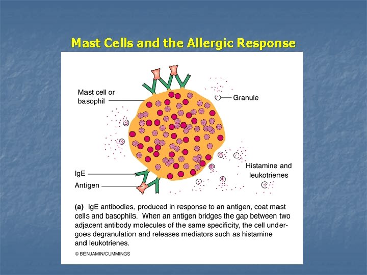 Mast Cells and the Allergic Response 