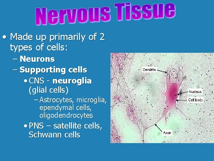  • Made up primarily of 2 types of cells: – Neurons – Supporting