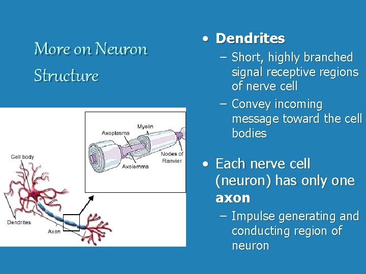 More on Neuron Structure • Dendrites – Short, highly branched signal receptive regions of