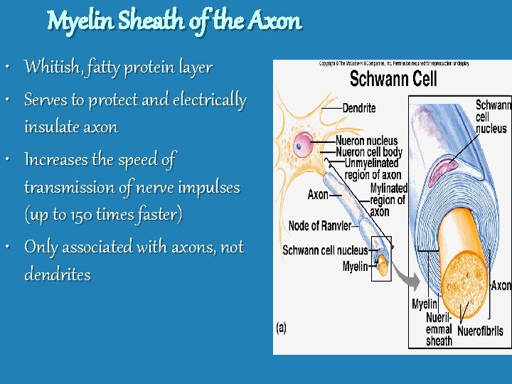 Myelin Sheath of the Axon • Whitish, fatty protein layer • Serves to protect