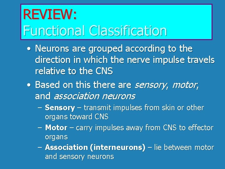 REVIEW: Functional Classification • Neurons are grouped according to the direction in which the