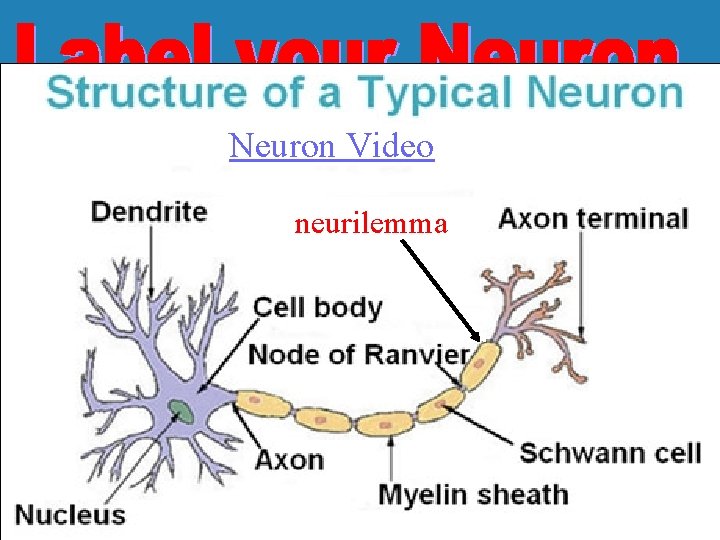 Neuron Video neurilemma 