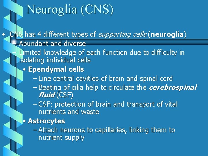 Neuroglia (CNS) • CNS has 4 different types of supporting cells (neuroglia) – Abundant