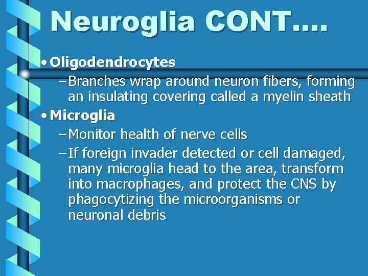 Neuroglia CONT…. • Oligodendrocytes – Branches wrap around neuron fibers, forming an insulating covering