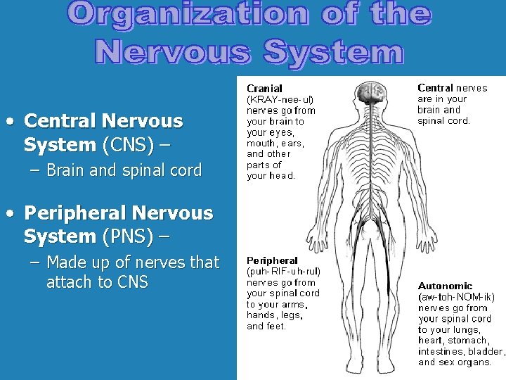  • Central Nervous System (CNS) – – Brain and spinal cord • Peripheral