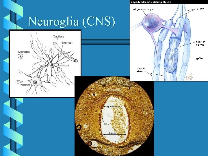 Neuroglia (CNS) 
