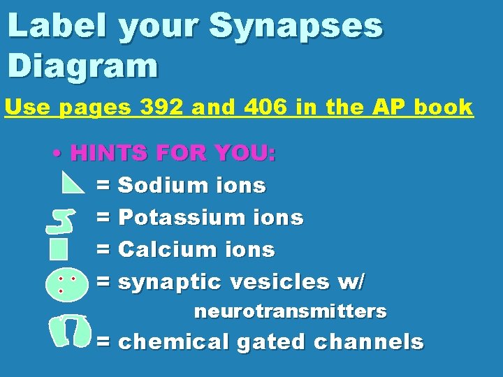 Label your Synapses Diagram Use pages 392 and 406 in the AP book •