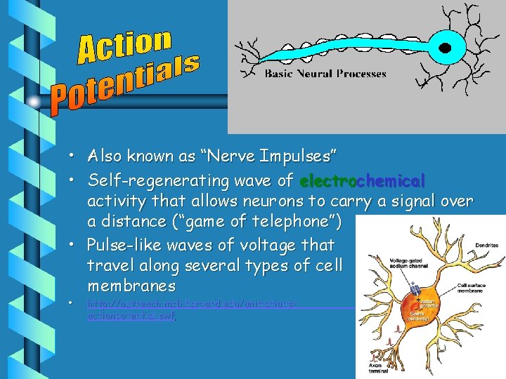  • Also known as “Nerve Impulses” • Self-regenerating wave of electrochemical activity that