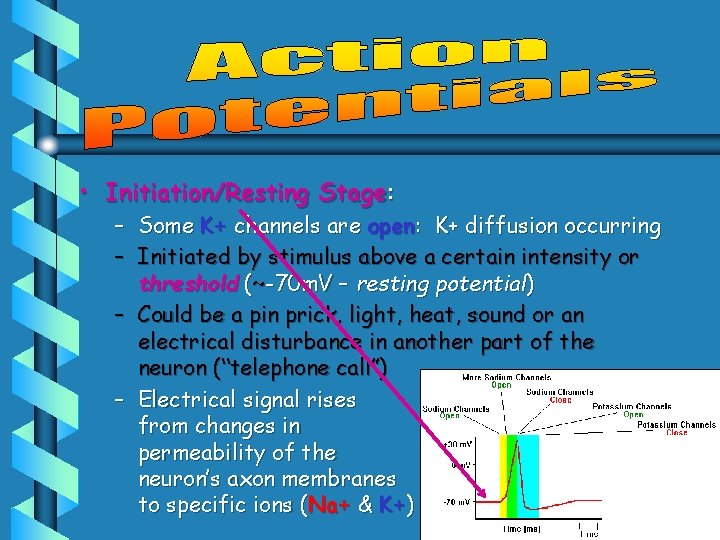  • Initiation/Resting Stage: – Some K+ channels are open: K+ diffusion occurring –