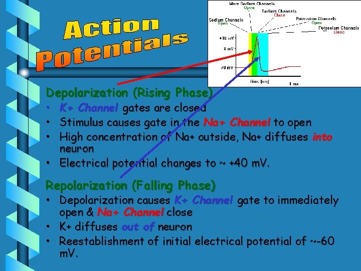 Depolarization (Rising Phase) • • • K+ Channel gates are closed Stimulus causes gate