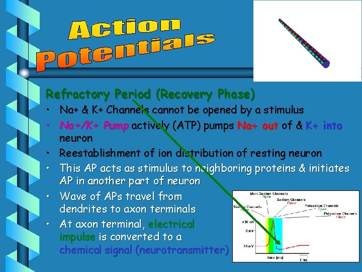 Refractory Period (Recovery Phase) • Na+ & K+ Channels cannot be opened by a