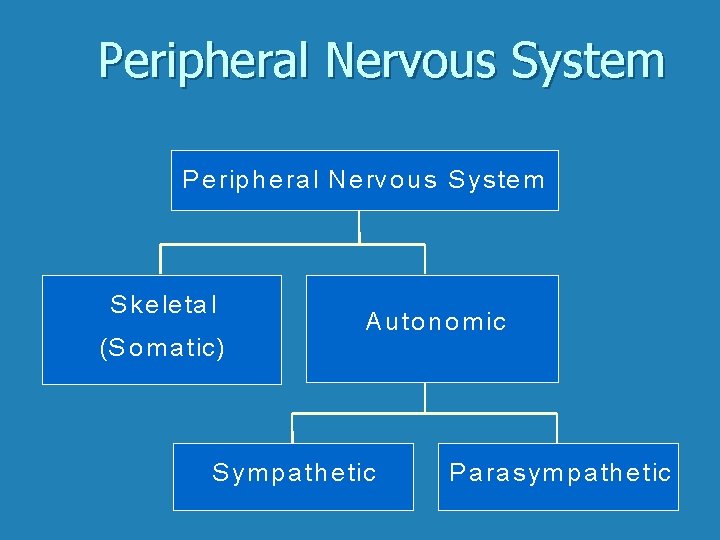 Peripheral Nervous System P e rip h e ra l N e rvo u