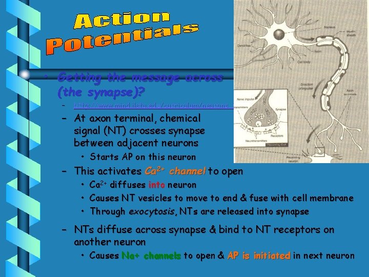  • Getting the message across (the synapse)? – http: //www. mind. ilstu. edu/curriculum/neurons_intro.