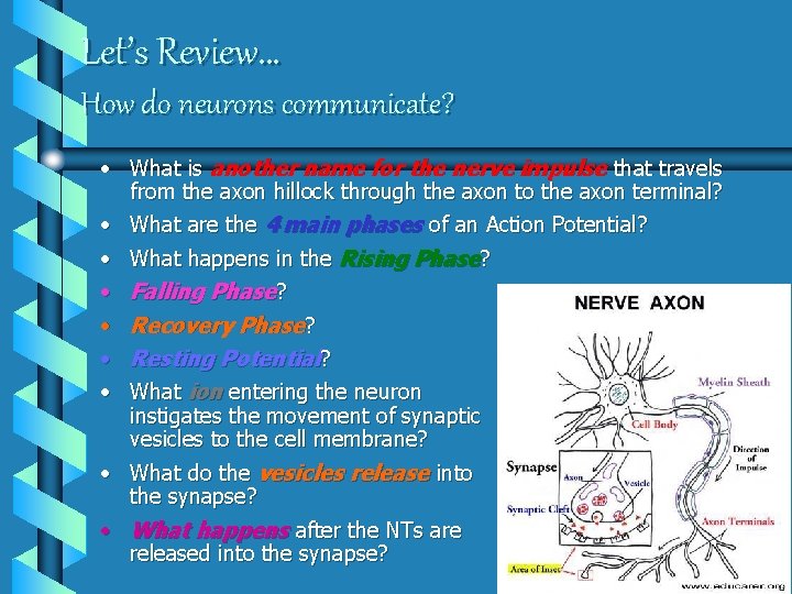 Let’s Review… How do neurons communicate? • What is another name for the nerve