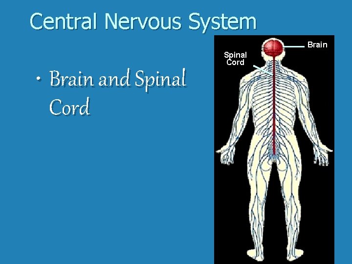 Central Nervous System Brain Spinal Cord • Brain and Spinal Cord 