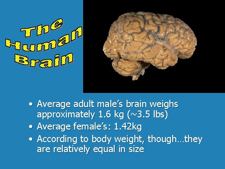  • Average adult male’s brain weighs approximately 1. 6 kg (~3. 5 lbs)