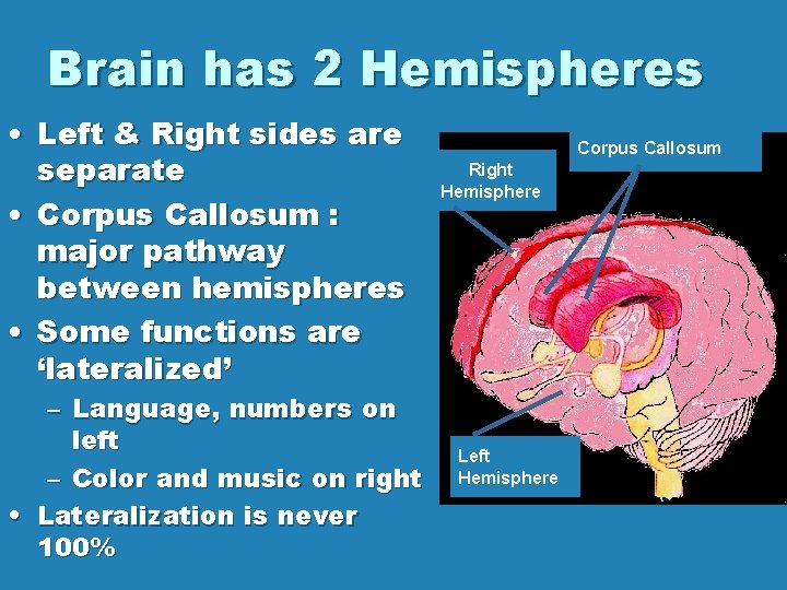 Brain has 2 Hemispheres • Left & Right sides are separate • Corpus Callosum