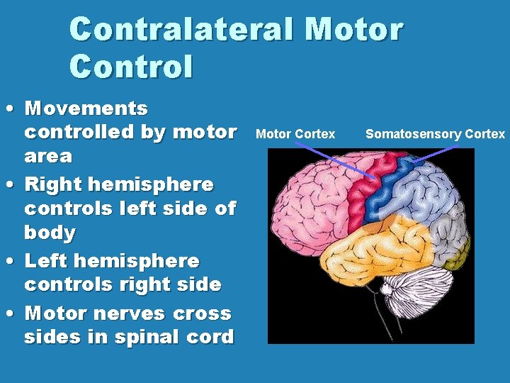 Contralateral Motor Control • Movements controlled by motor area • Right hemisphere controls left