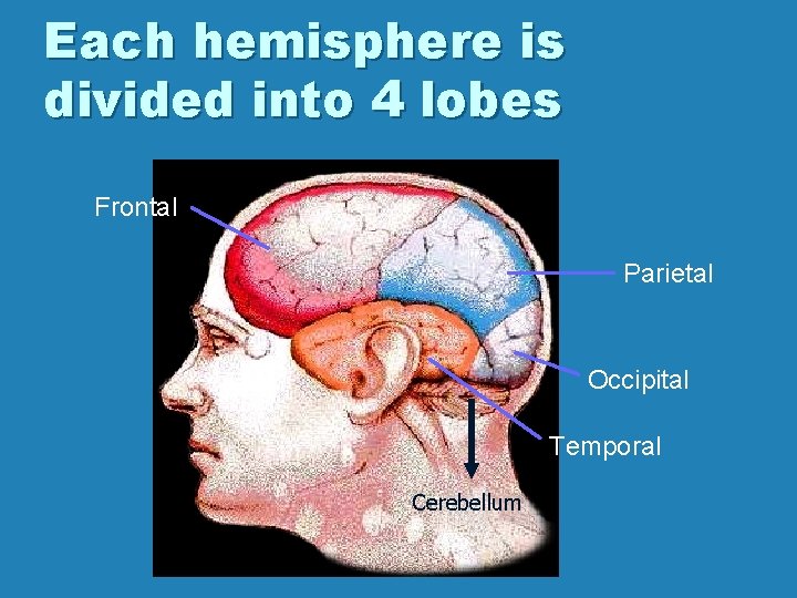 Each hemisphere is divided into 4 lobes Frontal Parietal Occipital Temporal Cerebellum 