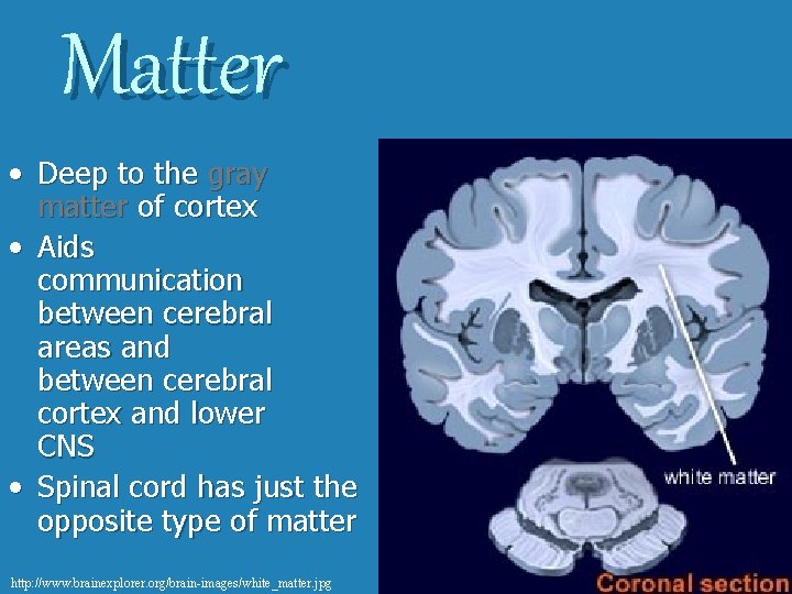 Matter • Deep to the gray matter of cortex • Aids communication between cerebral