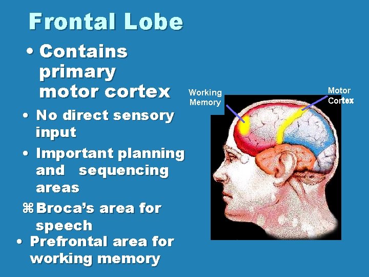 Frontal Lobe • Contains primary motor cortex • No direct sensory input • Important