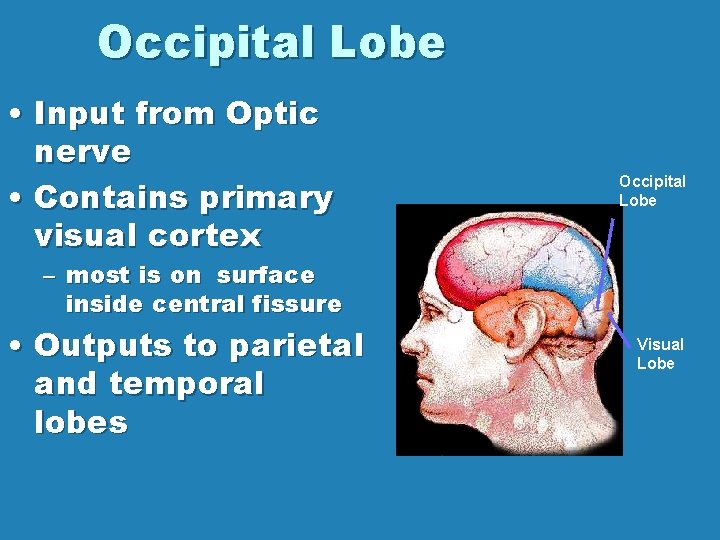 Occipital Lobe • Input from Optic nerve • Contains primary visual cortex Occipital Lobe