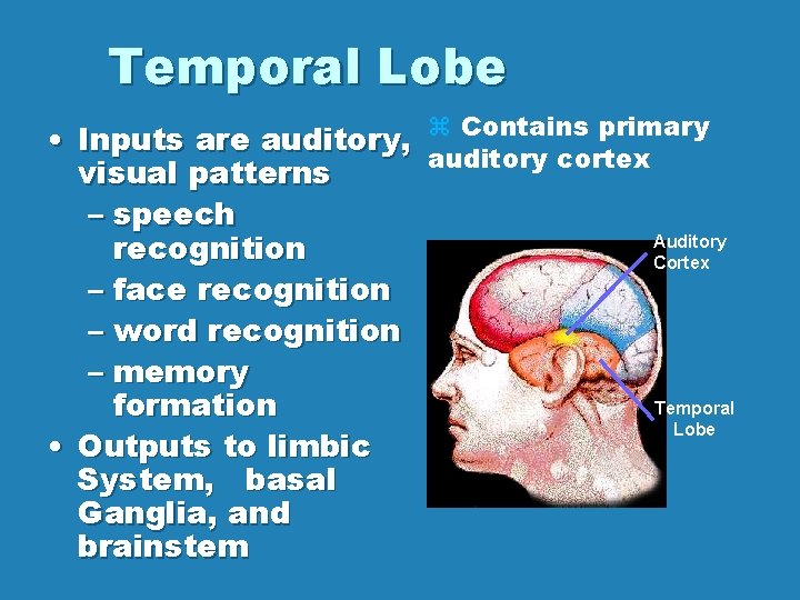 Temporal Lobe • Inputs are auditory, Contains primary auditory cortex visual patterns – speech