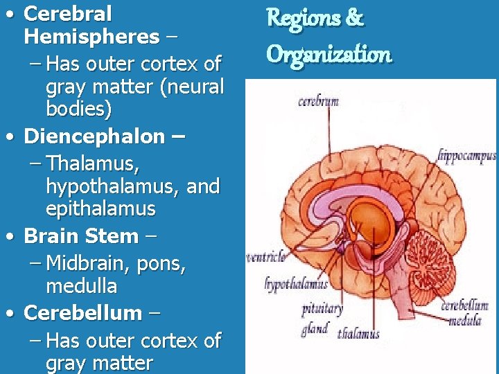  • Cerebral Hemispheres – – Has outer cortex of gray matter (neural bodies)