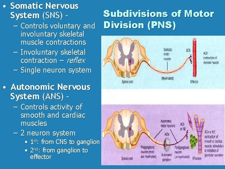  • Somatic Nervous System (SNS) – – Controls voluntary and involuntary skeletal muscle