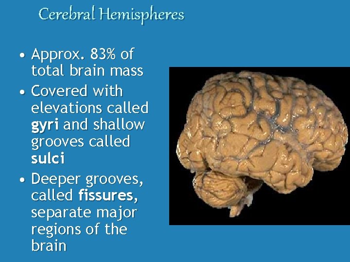 Cerebral Hemispheres • Approx. 83% of total brain mass • Covered with elevations called