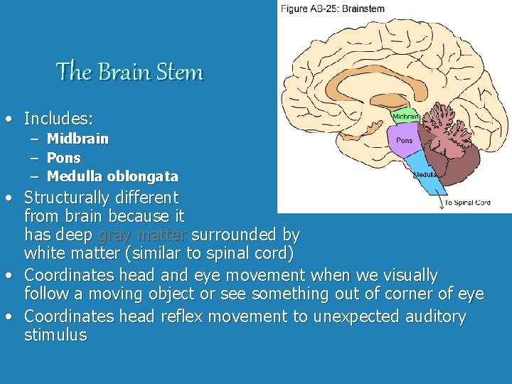 The Brain Stem • Includes: – Midbrain – Pons – Medulla oblongata • Structurally