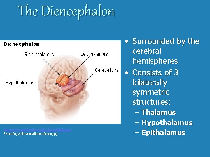 The Diencephalon • Surrounded by the cerebral hemispheres • Consists of 3 bilaterally symmetric