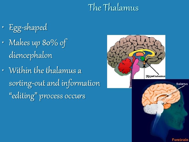 The Thalamus • Egg-shaped • Makes up 80% of diencephalon • Within the thalamus