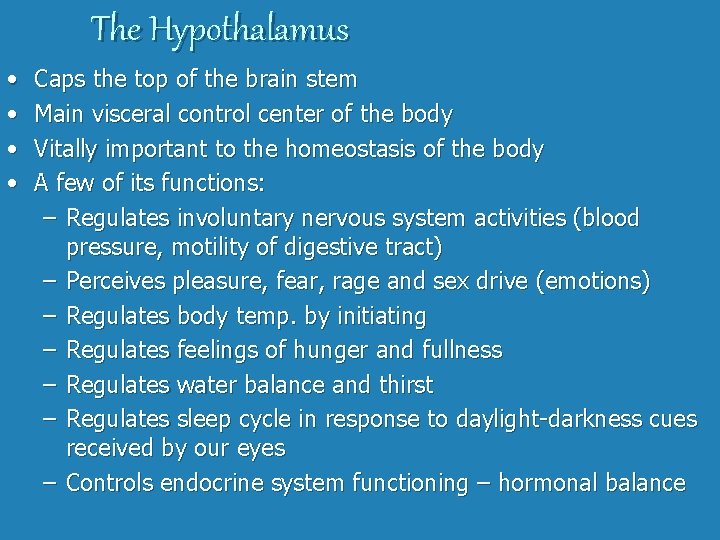 The Hypothalamus • • Caps the top of the brain stem Main visceral control