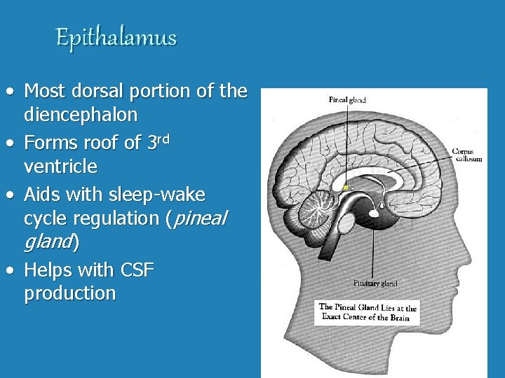 Epithalamus • Most dorsal portion of the diencephalon • Forms roof of 3 rd