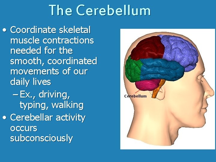 The Cerebellum • Coordinate skeletal muscle contractions needed for the smooth, coordinated movements of