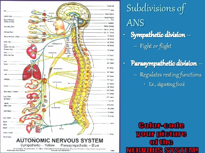 Subdivisions of ANS • Sympathetic division – – Fight or flight • Parasympathetic division
