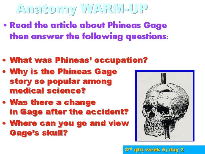 Anatomy WARM-UP • Read the article about Phineas Gage then answer the following questions: