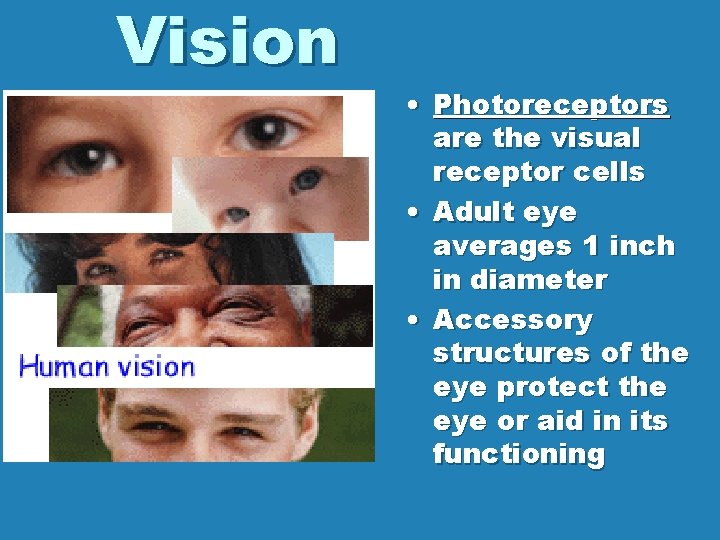 Vision • Photoreceptors are the visual receptor cells • Adult eye averages 1 inch