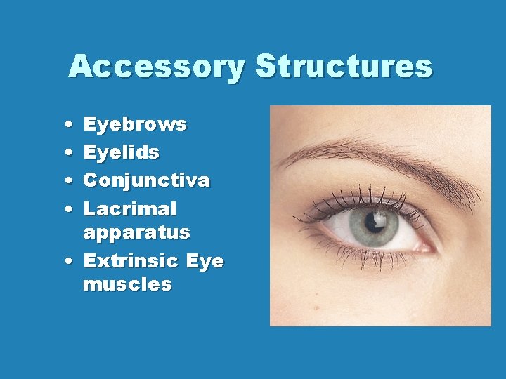 Accessory Structures • • Eyebrows Eyelids Conjunctiva Lacrimal apparatus • Extrinsic Eye muscles 