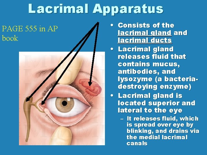 Lacrimal Apparatus PAGE 555 in AP book • Consists of the lacrimal gland lacrimal