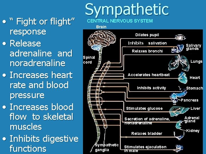  • “ Fight or flight” response • Release adrenaline and noradrenaline • Increases