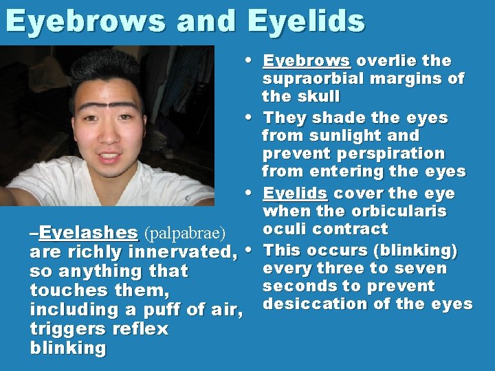 Eyebrows and Eyelids • Eyebrows overlie the supraorbial margins of the skull • They