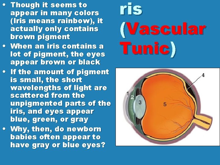  • Though it seems to appear in many colors (Iris means rainbow), it