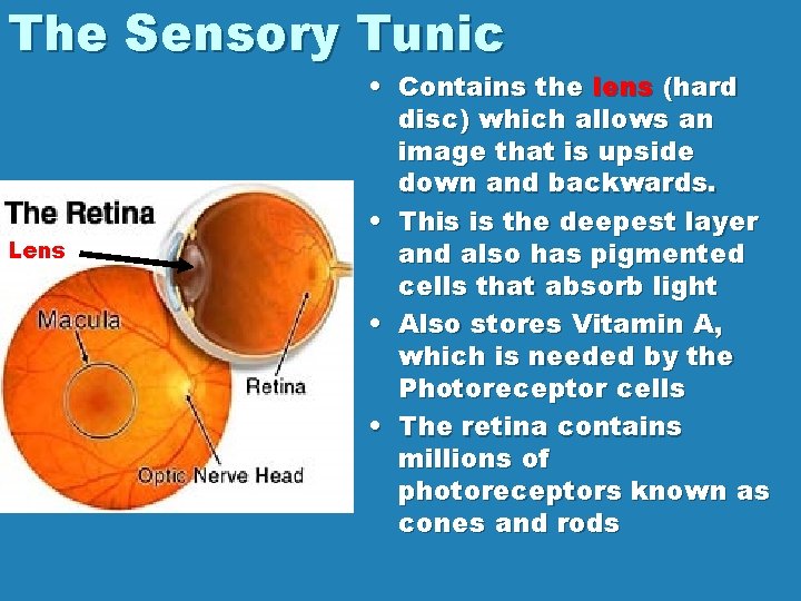 The Sensory Tunic Lens • Contains the lens (hard disc) which allows an image