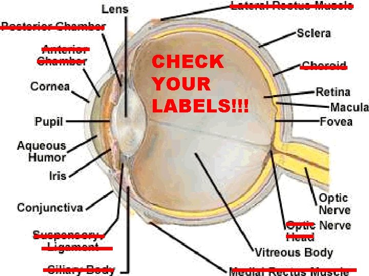 CHECK YOUR LABELS!!! 